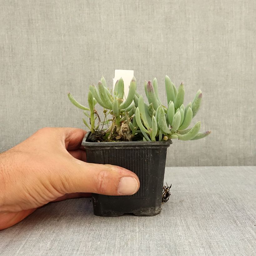 Exemplaar van Senecio serpens Blue Chalk - Blauwe krijtplant Kweekpotje van 8/9 cm zoals geleverd in de zomer