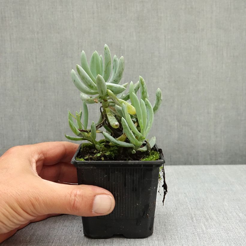 Exemplaar van Senecio serpens Blue Chalk - Blauwe krijtplant Kweekpotje van 8/9 cm zoals geleverd in de lente