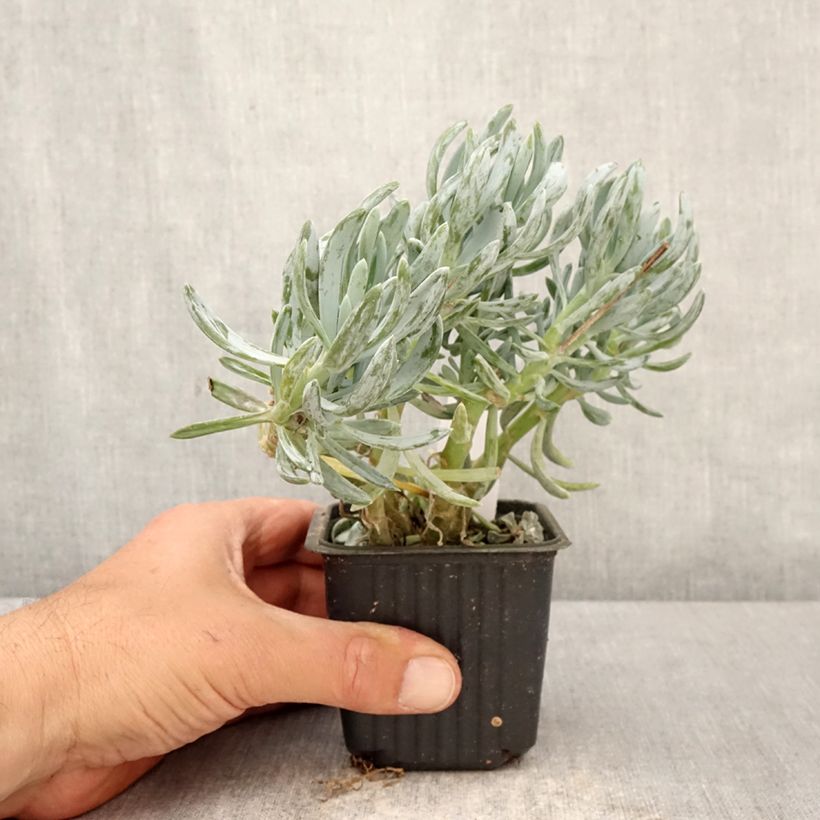 Exemplaar van Senecio serpens Dwarf Blue - Blauwe krijtplant Kweekpotje van 8/9 cm zoals geleverd in de lente