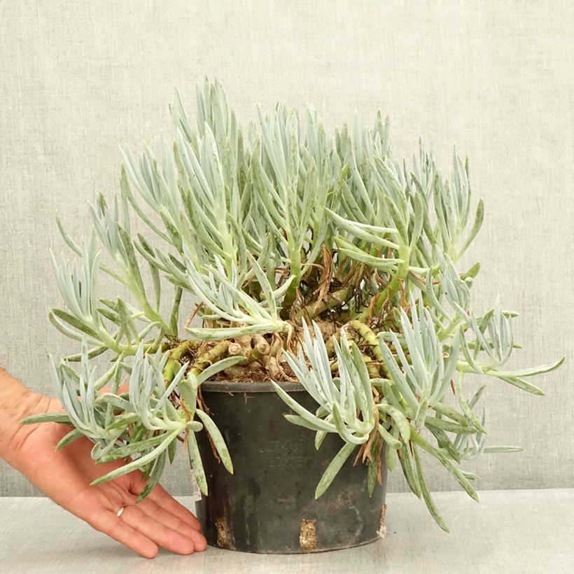 Exemplaar van Senecio serpens - Blauwe krijtplant Pot van 3 l/4 l zoals geleverd in de zomer