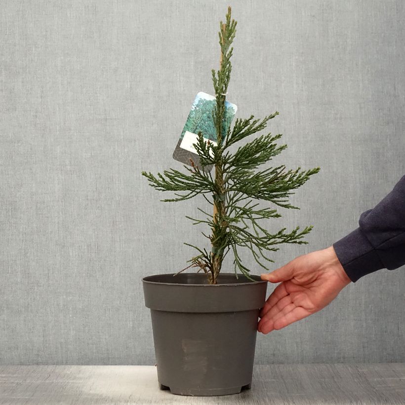 Example of Sequoiadendron giganteum Glaucum - Mammoetboom Pot van 4 l/5 l as you get in printemps