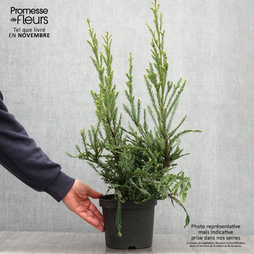 Exemplaar van Sequoia sempervirens Adpressa - Kustsequoia Pot van 3 l/4 l zoals geleverd in de herfst