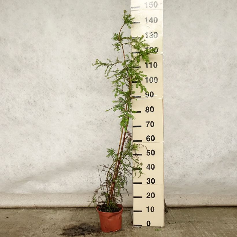 Exemplaar van Sequoia sempervirens - Kustsequoia Pot van 3 l/4 l zoals geleverd in de zomer