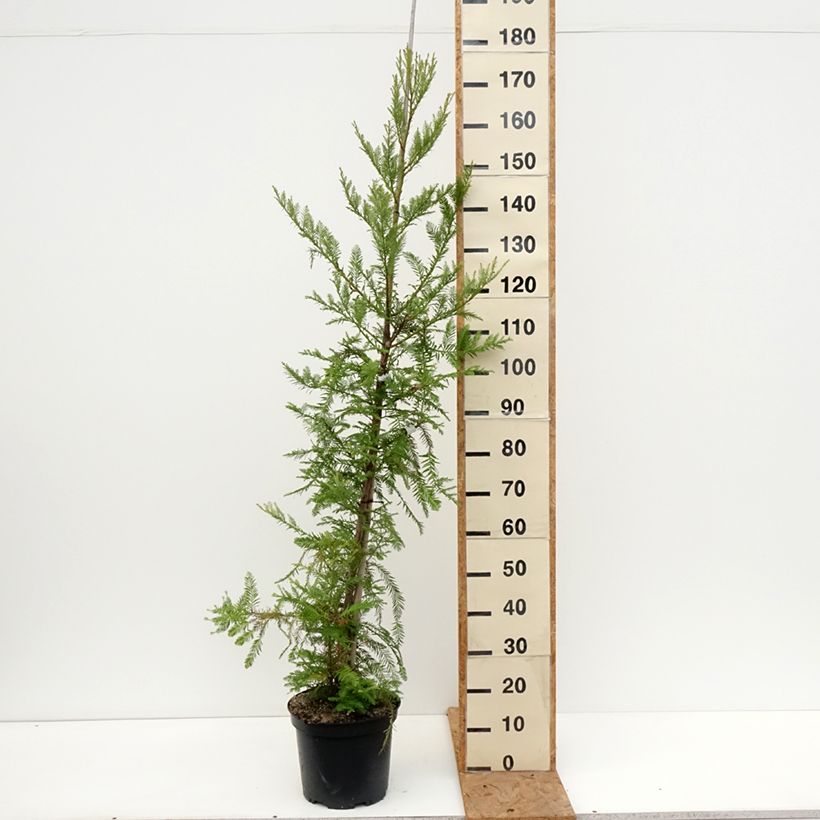 Exemplaar van Sequoia sempervirens - Kustsequoia Pot van 7,5 l/10 l zoals geleverd in de herfst