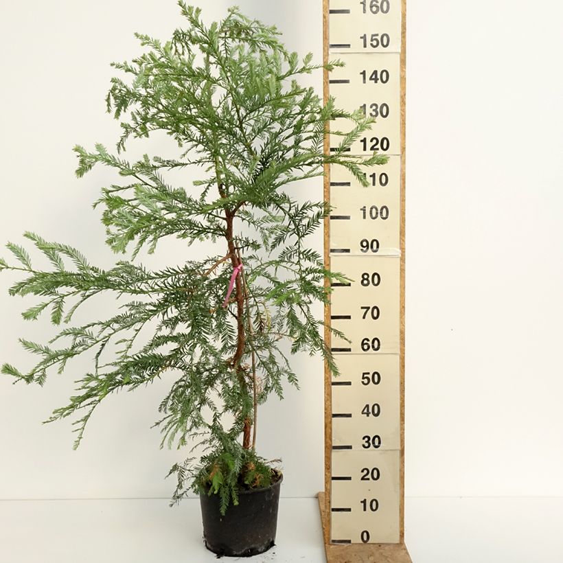 Exemplaar van Sequoia sempervirens - Kustsequoia Pot van 7,5 l/10 l zoals geleverd in de zomer