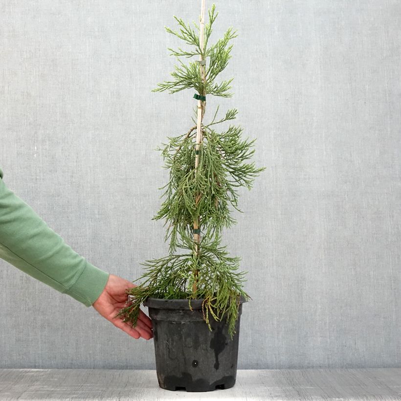 Exemplaar van Sequoiadendron giganteum Pendulum - Mammoetboom Pot van 4 l/5 l zoals geleverd in de zomer
