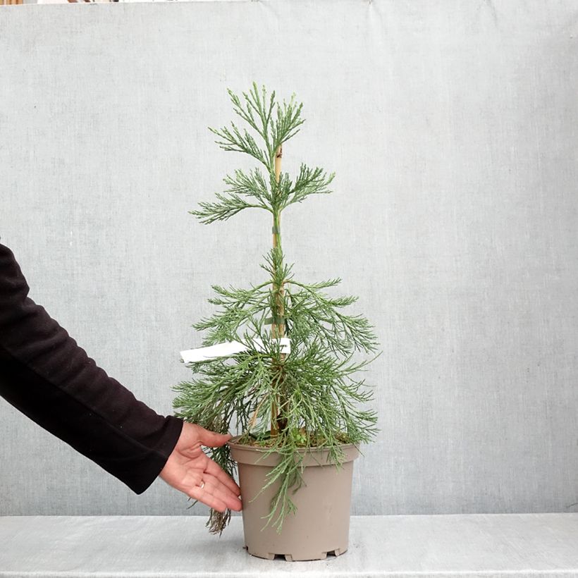 Exemplaar van Sequoiadendron giganteum Pendulum - Mammoetboom Pot van 4 l/5 l zoals geleverd in de herfst