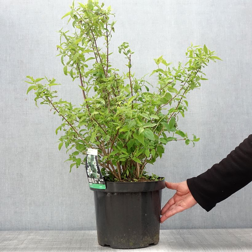 Exemplaar van Philadelphus Albâtre - Boerenjasmijn Pot van 7,5 l/10 l zoals geleverd in de lente