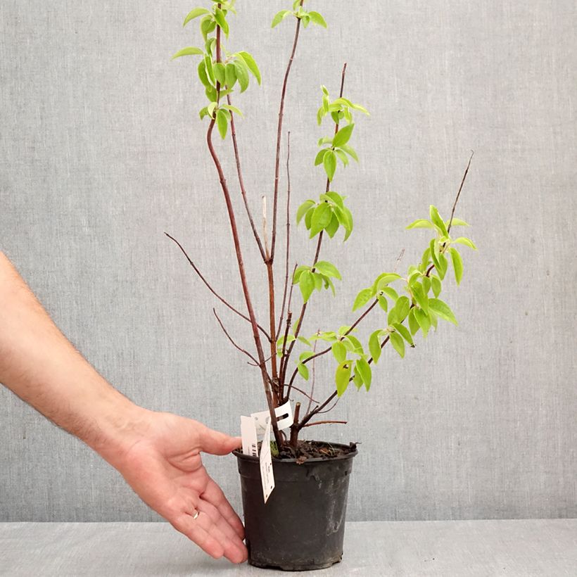 Exemplaar van Philadelphus Natchez - Boerenjasmijn Pot van 4 l/5 l zoals geleverd in de herfst