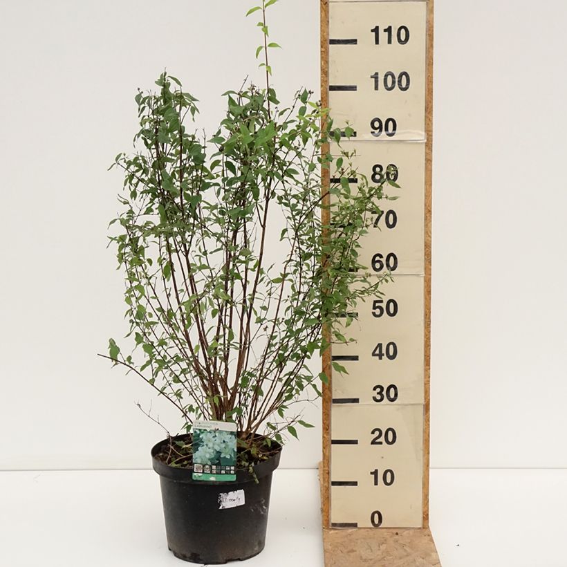 Exemplaar van Philadelphus lemoinei - Boerenjasmijn Pot van 7,5 l/10 l zoals geleverd in de zomer