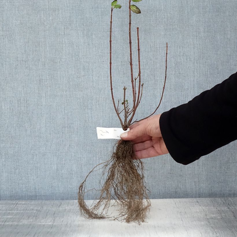 Exemplaar van Philadelphus Manteau d'Hermine - Boerenjasmijn Naakte wortel zoals geleverd in de winter