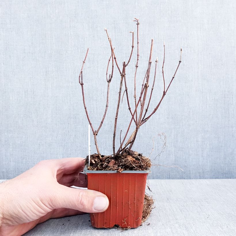 Exemplaar van Seringat des jardins - Philadelphus Belle Etoile Godet de 8/9 cm zoals geleverd in de winter