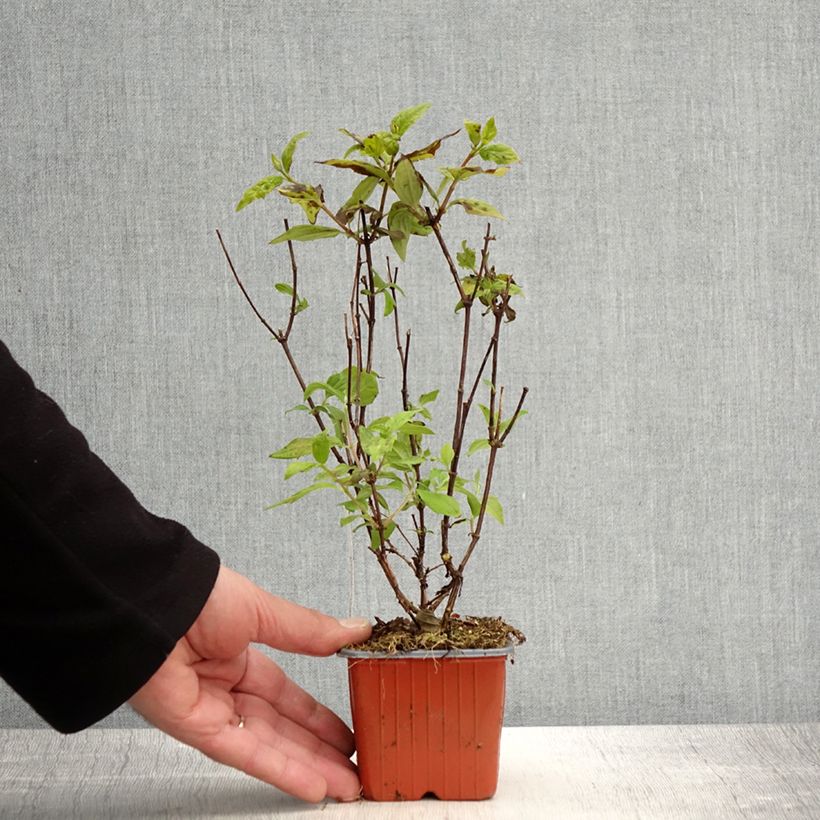 Example of Philadelphus Belle Etoile - Boerenjasmijn Kweekpotje van 8/9 cm as you get in printemps