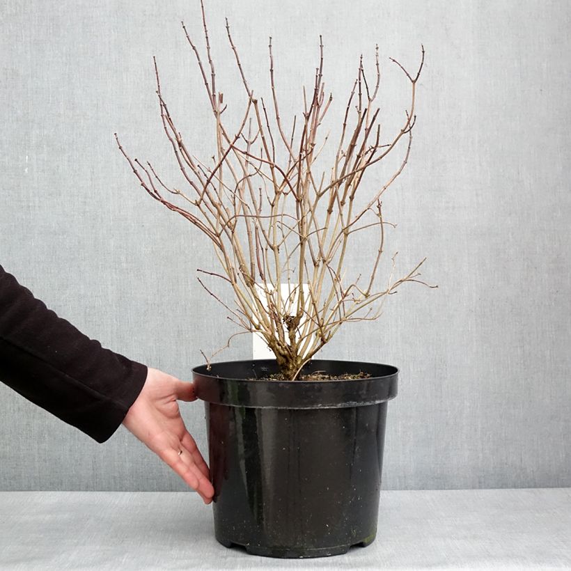 Exemplaar van Philadelphus coronarius Aureus - Boerenjasmijn Pot van 7,5 l/10 l zoals geleverd in de winter