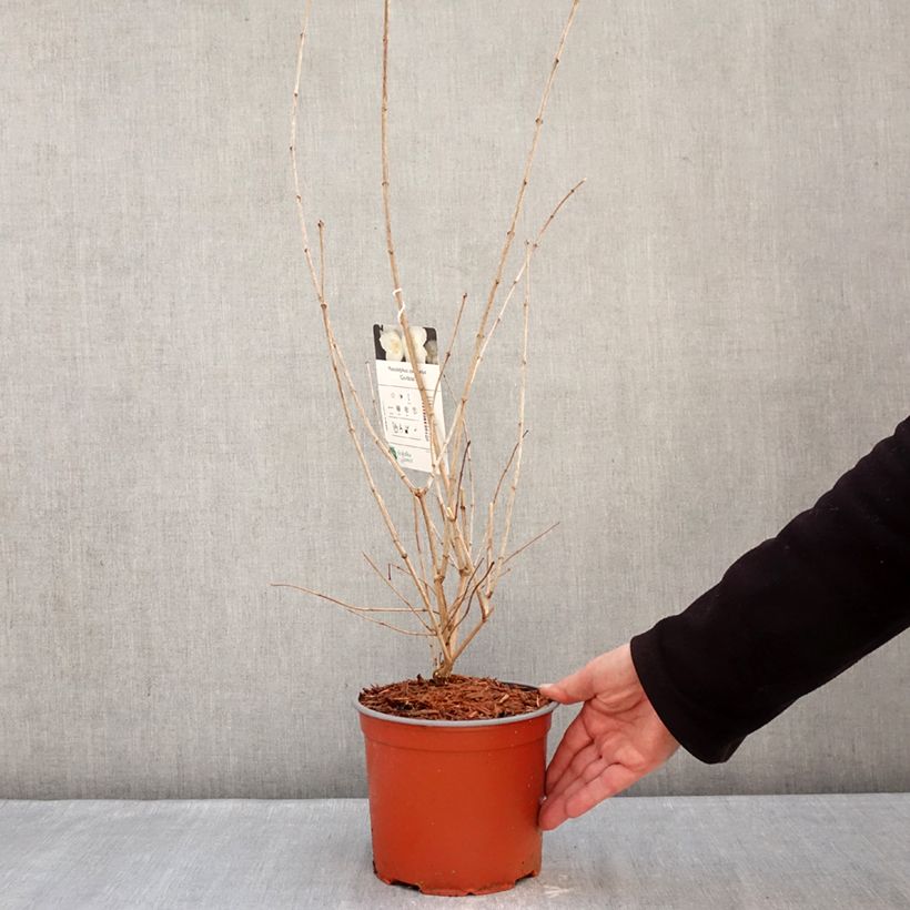 Exemplaar van Philadelphus coronarius Godzisz - Boerenjasmijn Pot van 3 l/4 l zoals geleverd in de winter