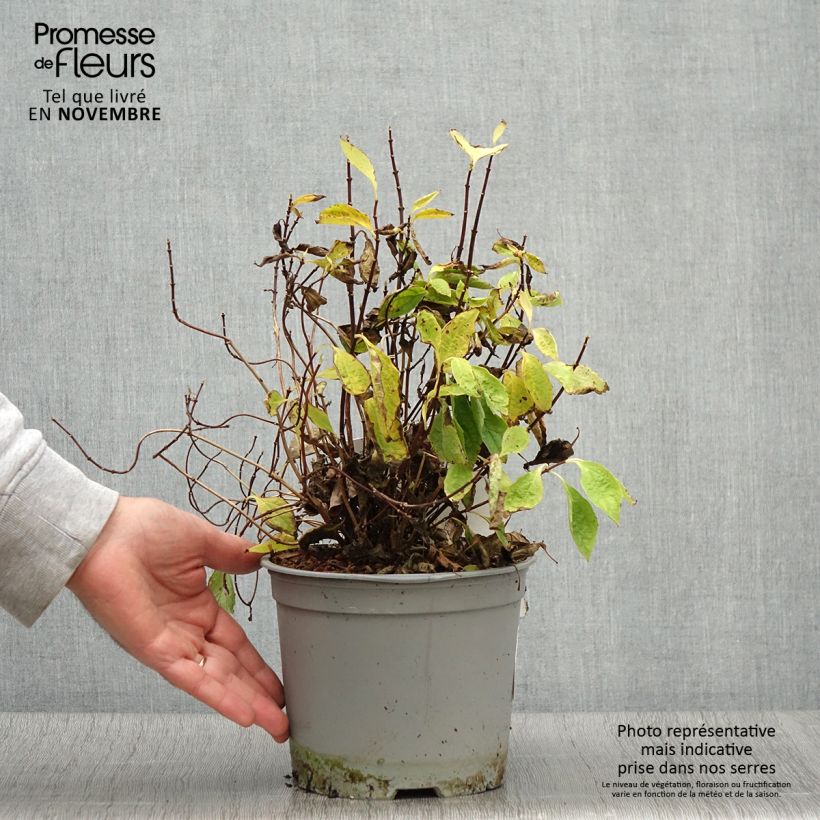 Exemplaar van Seringat des jardins - Philadelphus coronarius Kostelec WB Pot de 3L/4L zoals geleverd in de herfst