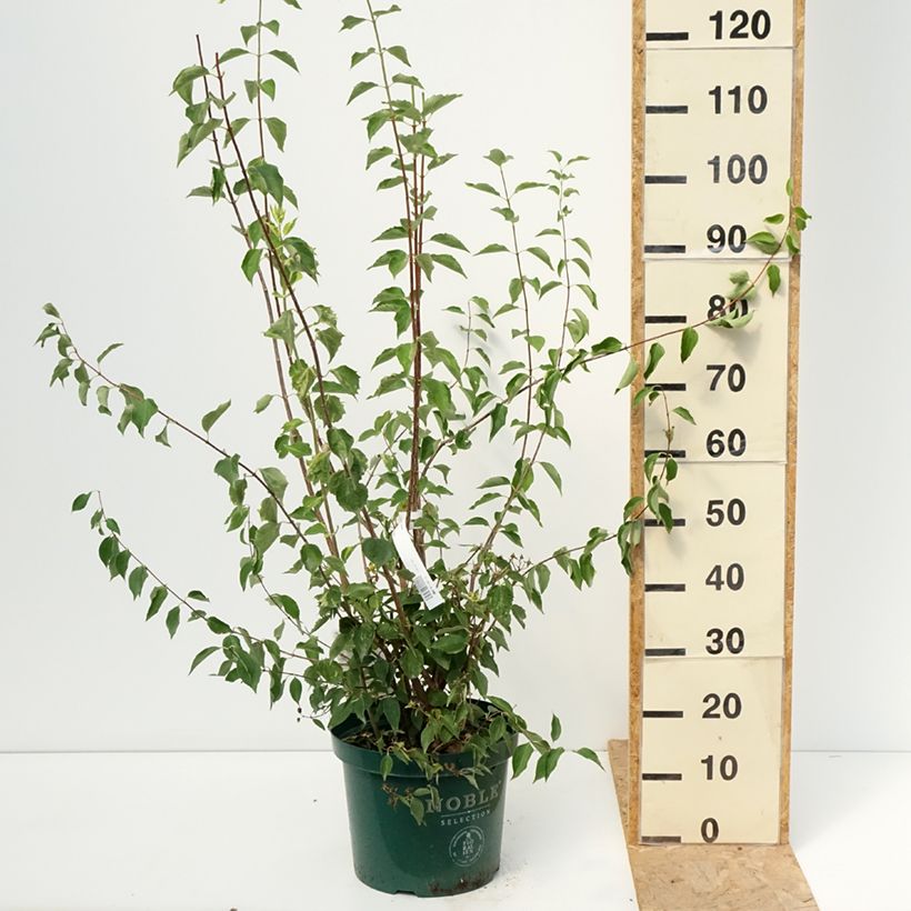 Exemplaar van Philadelphus Innocence - Boerenjasmijn Pot van 7,5 l/10 l zoals geleverd in de zomer