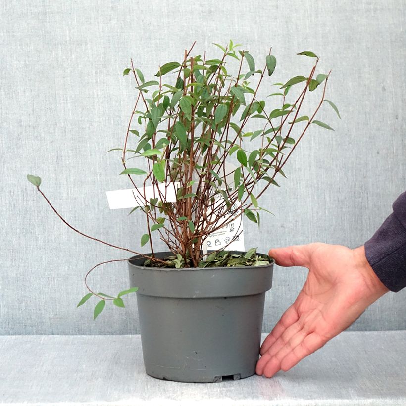 Exemplaar van Philadelphus Petite Perfume Pink - Boerenjasmijn Pot van 3 l/4 l zoals geleverd in de herfst