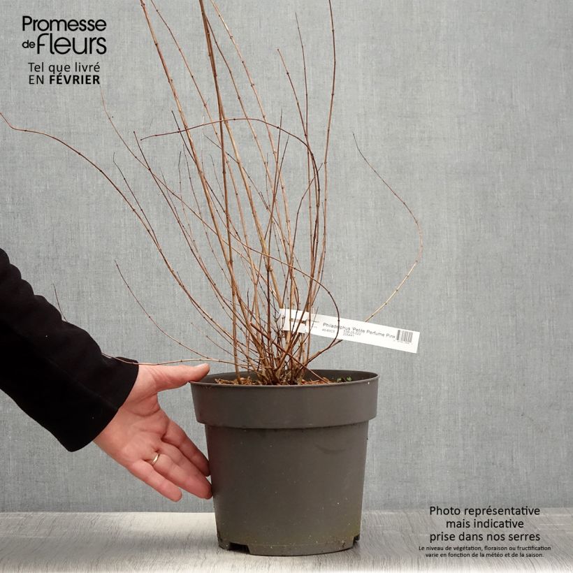 Exemplaar van Seringat des jardins - Philadelphus Petite Perfume Pink Pot de 3L/4L zoals geleverd in de winter
