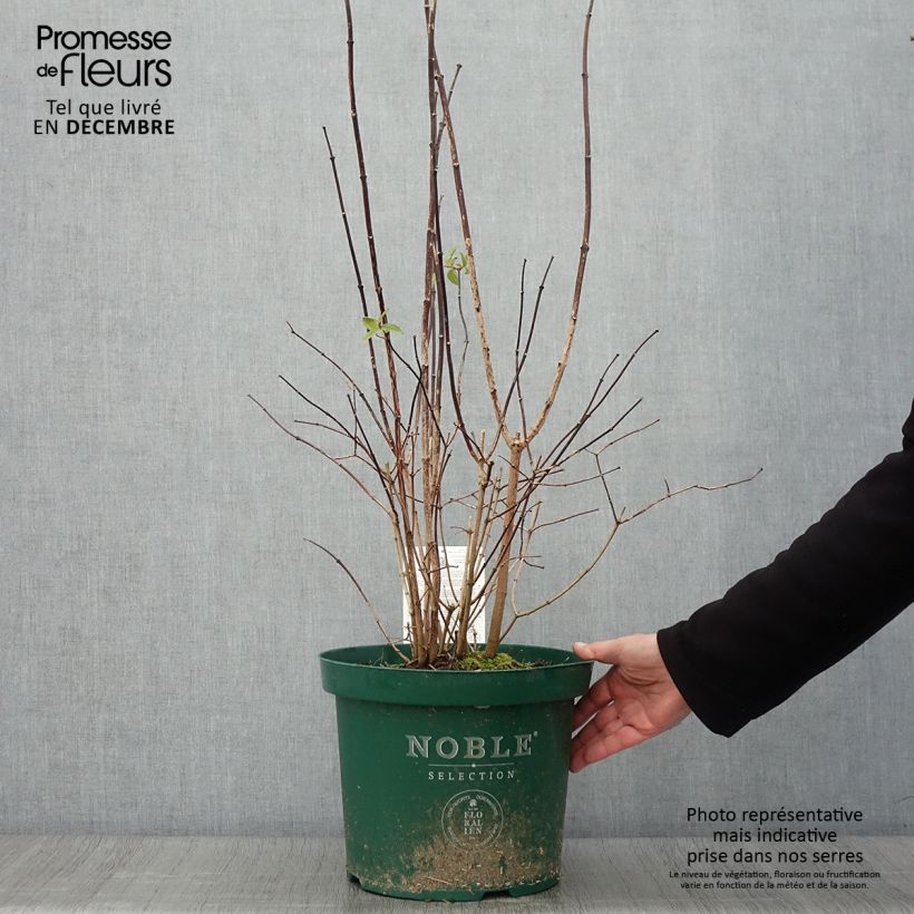 Exemplaar van Philadelphus Starbright - Boerenjasmijn Pot van 7,5 l/10 l zoals geleverd in de herfst