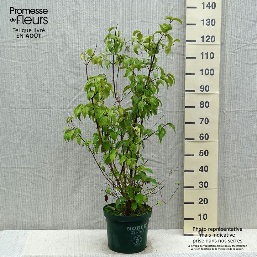 Exemplaar van Philadelphus Starbright - Boerenjasmijn Pot van 7,5 l/10 l zoals geleverd in de zomer