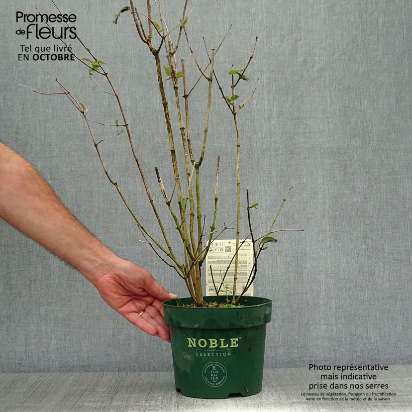 Exemplaar van Philadelphus Starbright - Boerenjasmijn Pot van 3 l/4 l zoals geleverd in de herfst
