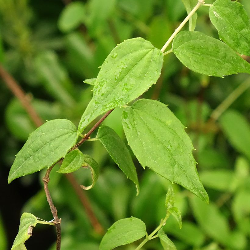 Philadelphus mexicanus - Boerenjasmijn (Blad)