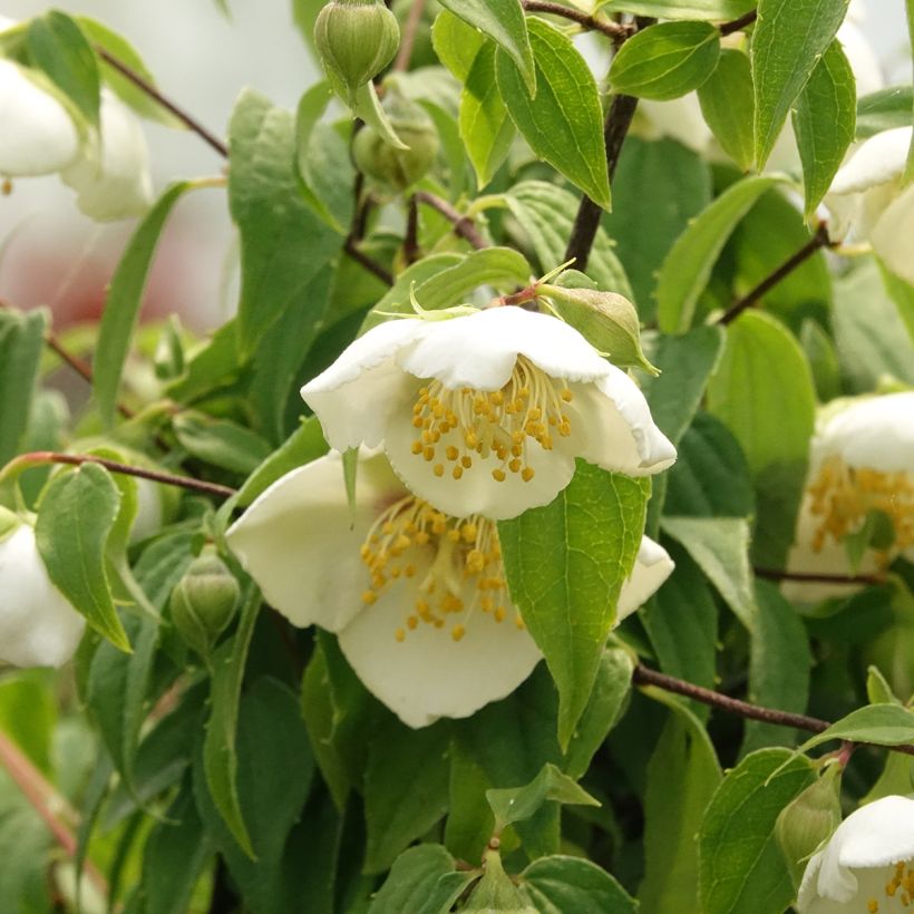 Philadelphus mexicanus - Boerenjasmijn (Bloei)