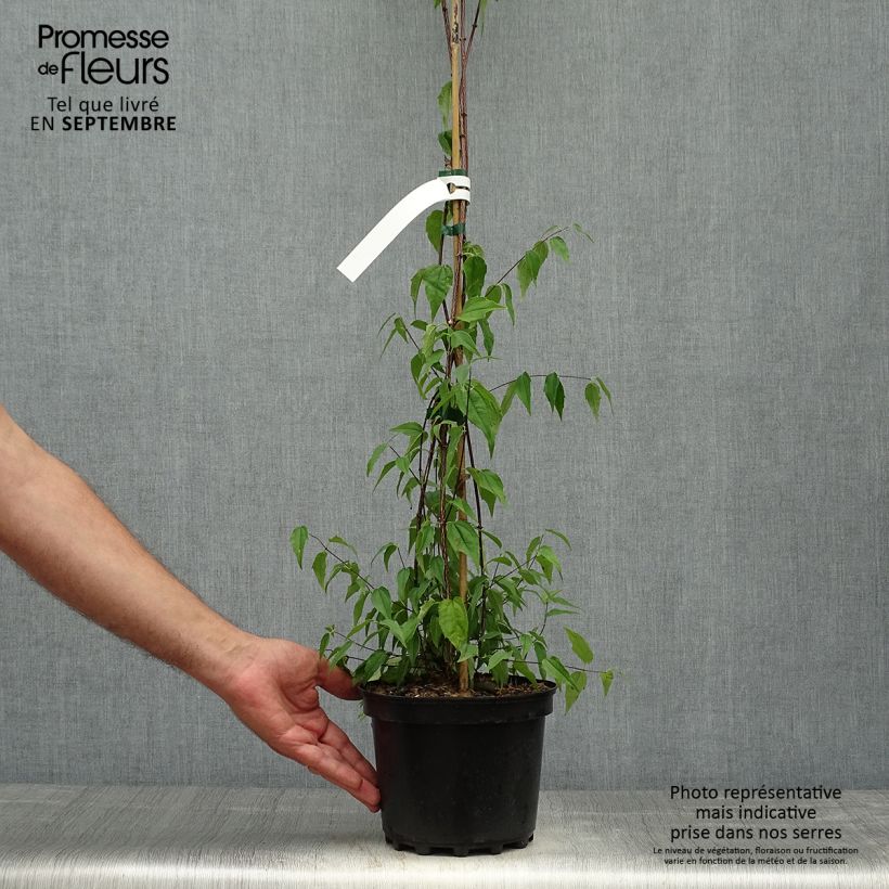 Exemplaar van Philadelphus mexicanus - Boerenjasmijn Pot van 3 l/4 l zoals geleverd in de herfst