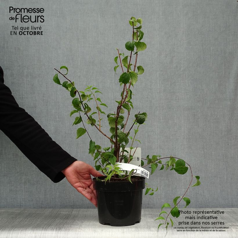 Exemplaar van Philadelphus Beauclerk - Boerenjasmijn Pot van 2 l/3 l zoals geleverd in de herfst