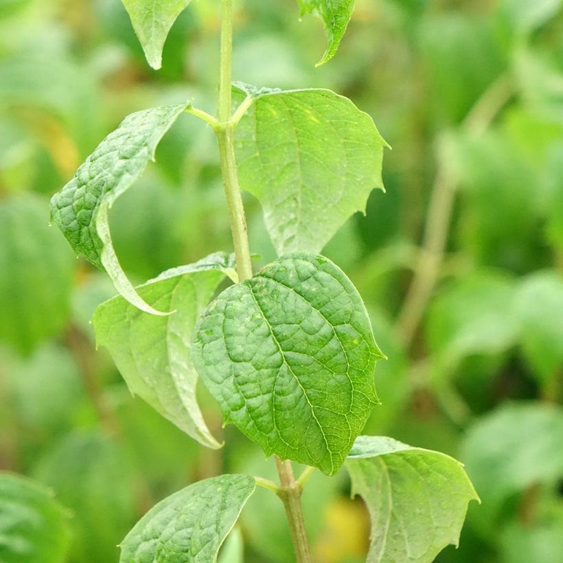 Philadelphus Beauclerk - Boerenjasmijn (Blad)