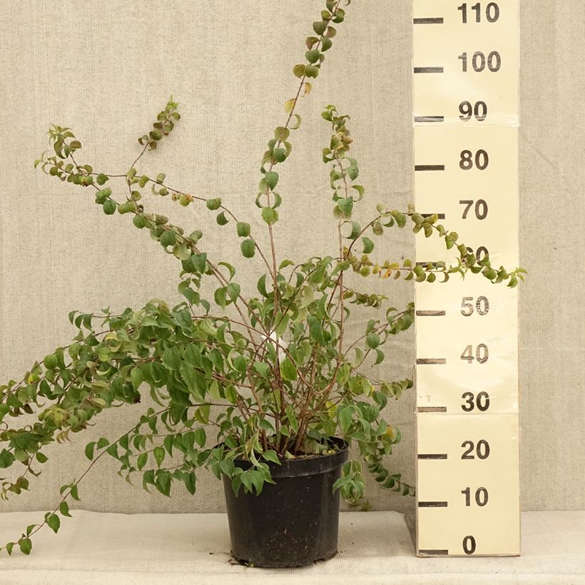 Exemplaar van Philadelphus Beauclerk - Boerenjasmijn Pot van 7,5 l/10 l zoals geleverd in de herfst