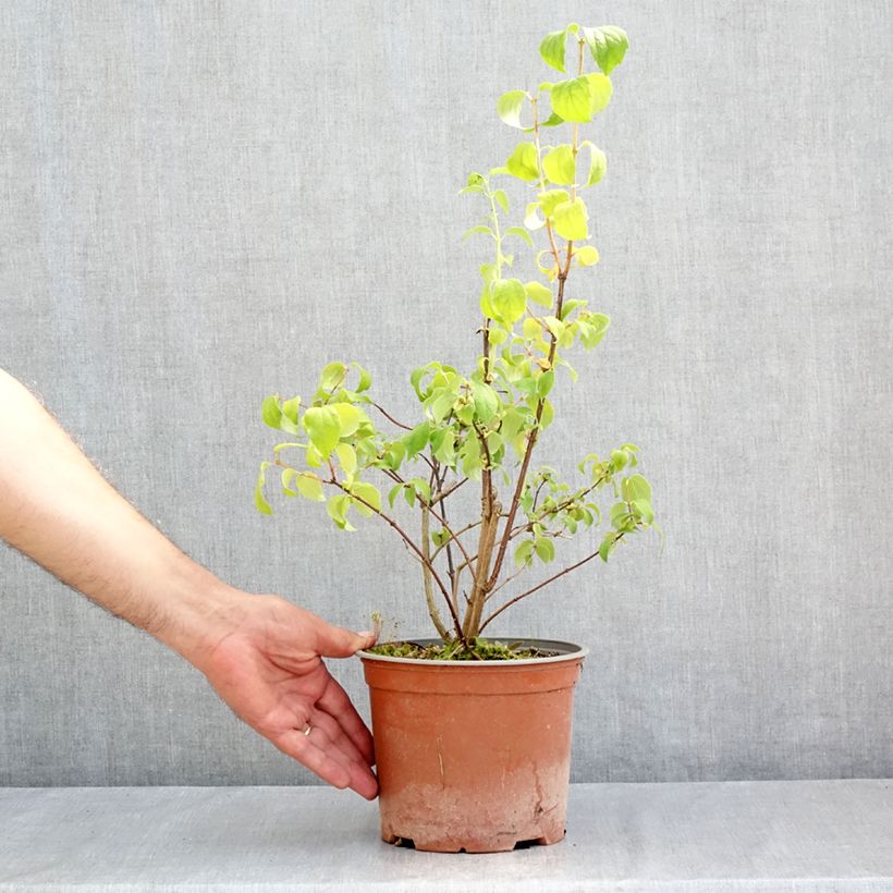 Exemplaar van Philadelphus coronarius Justynka - Boerenjasmijn Pot van 3 l/4 l zoals geleverd in de zomer