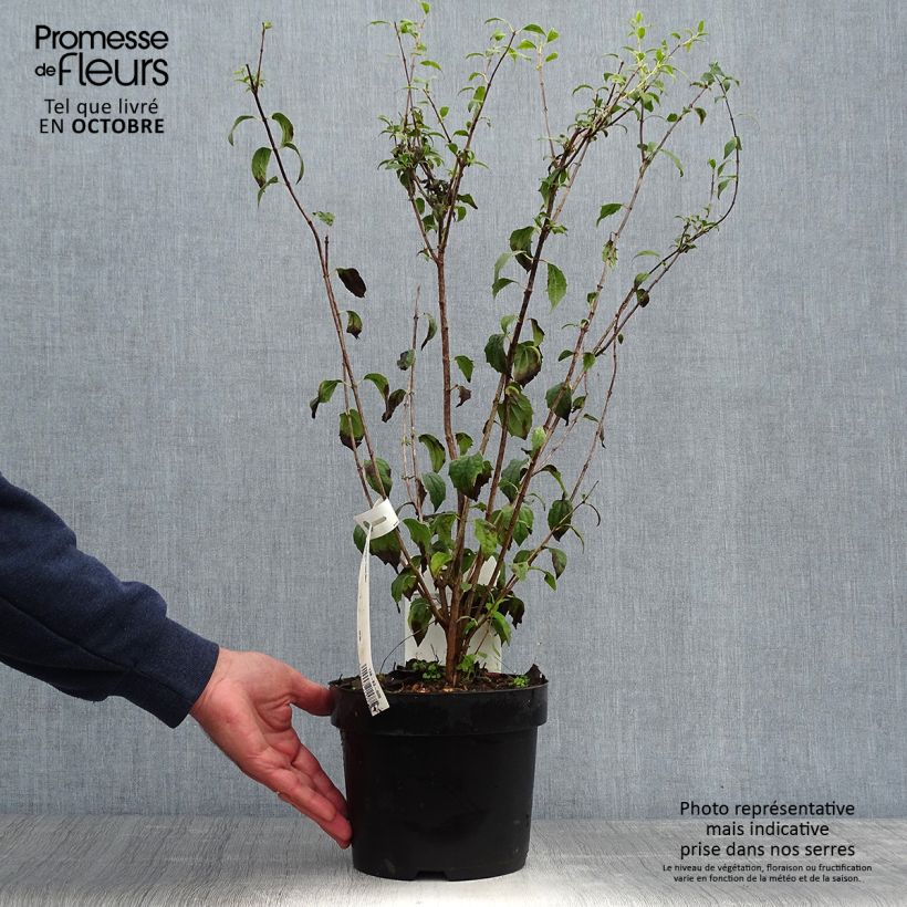 Exemplaar van Philadelphus Frosty Morn - Boerenjasmijn Pot van 3 l/4 l zoals geleverd in de herfst
