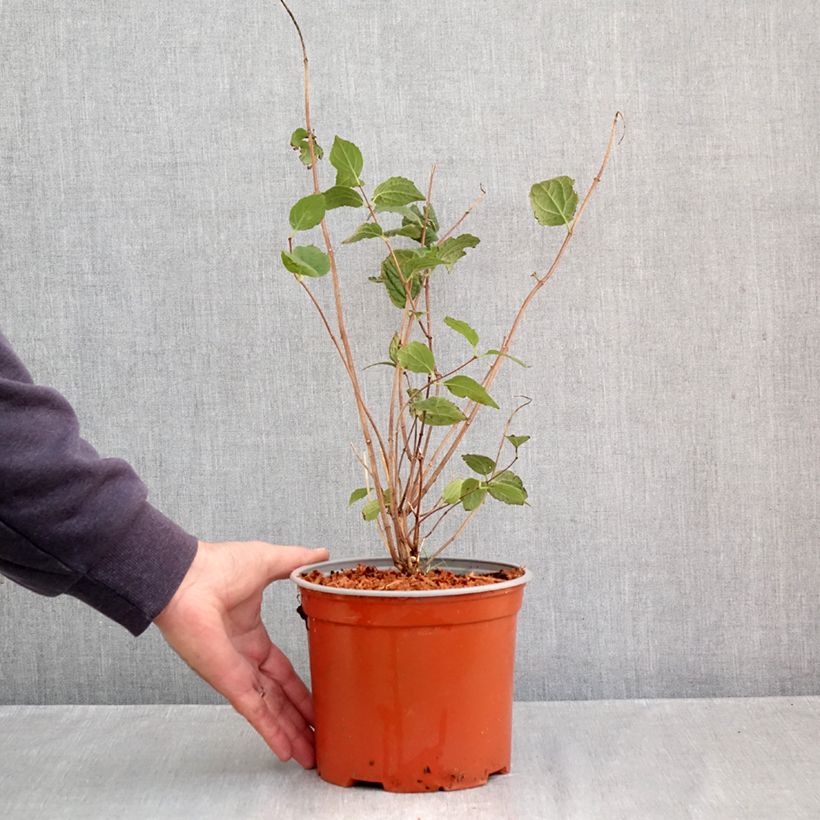 Exemplaar van Philadelphus Komsomolec - Boerenjasmijn Pot van 3 l/4 l zoals geleverd in de herfst