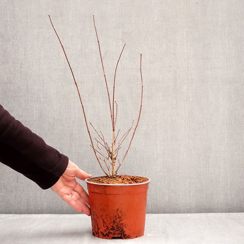 Exemplaar van Philadelphus Komsomolec - Boerenjasmijn Pot van 3 l/4 l zoals geleverd in de winter