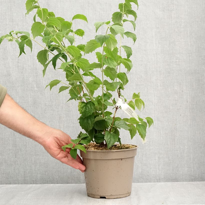 Exemplaar van Philadelphus Pearls of Perfume - Boerenjasmijn Pot van 4 l/5 l zoals geleverd in de herfst