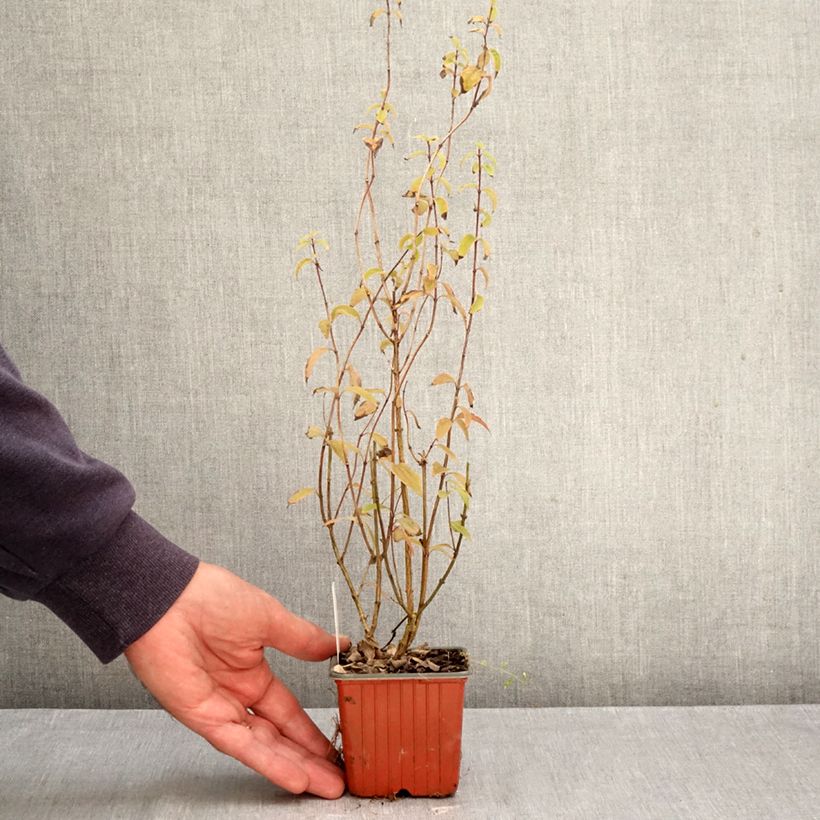 Exemplaar van Philadelphus Silberregen - Boerenjasmijn Kweekpotje van 8/9 cm zoals geleverd in de herfst