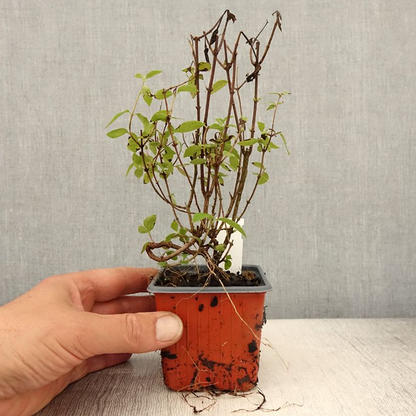 Exemplaar van Philadelphus Silberregen - Boerenjasmijn Kweekpotje van 8/9 cm zoals geleverd in de lente