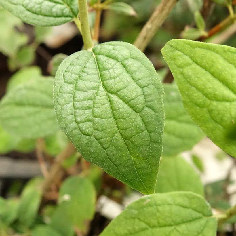 Philadelphus Snowbelle - Boerenjasmijn (Blad)
