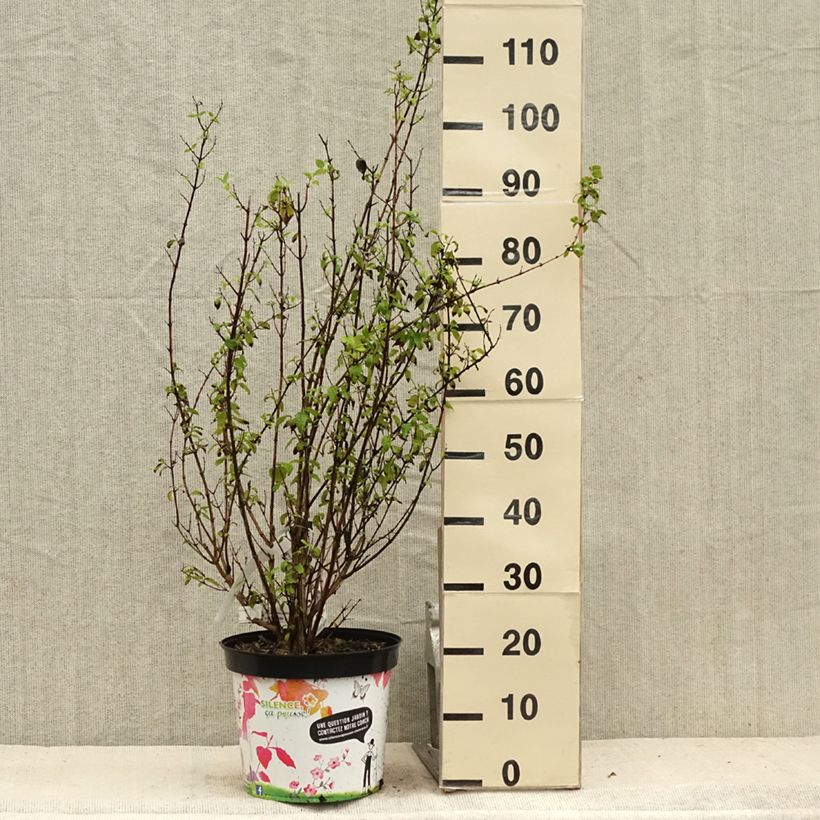 Exemplaar van Philadelphus Snowbelle - Boerenjasmijn Pot van 7,5 l/10 l zoals geleverd in de zomer