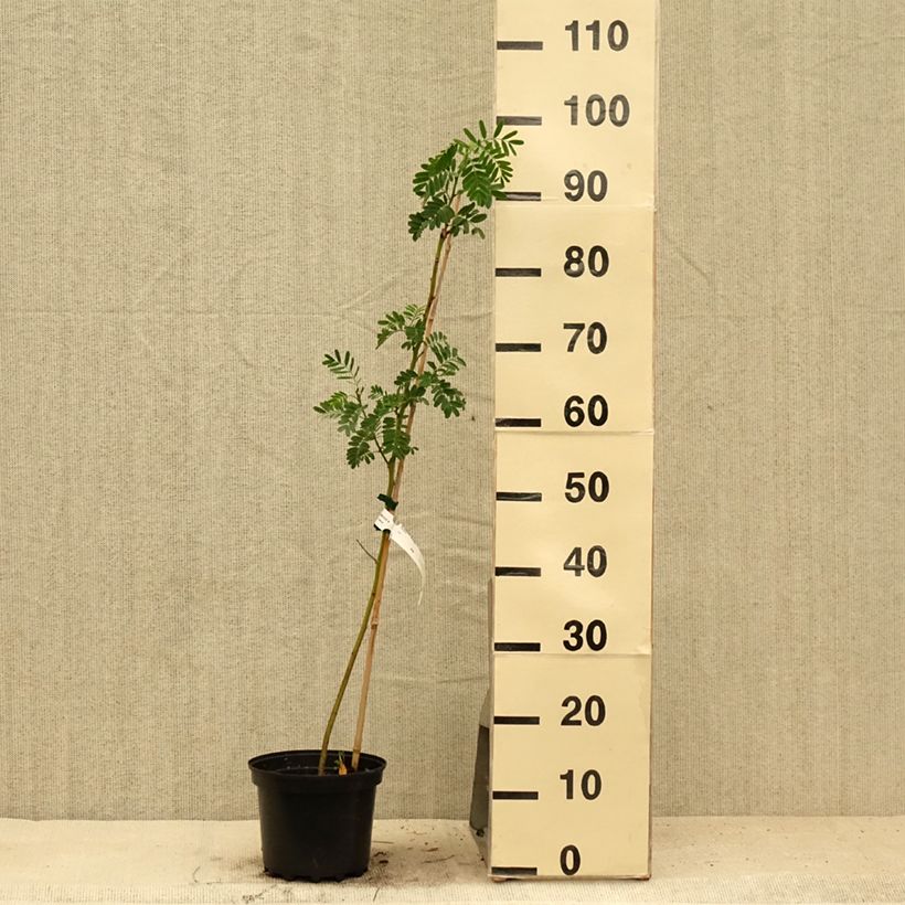 Exemplaar van Sesbania punicea - Flamboyant d'Hyères Pot van 2 l/3 l zoals geleverd in de zomer