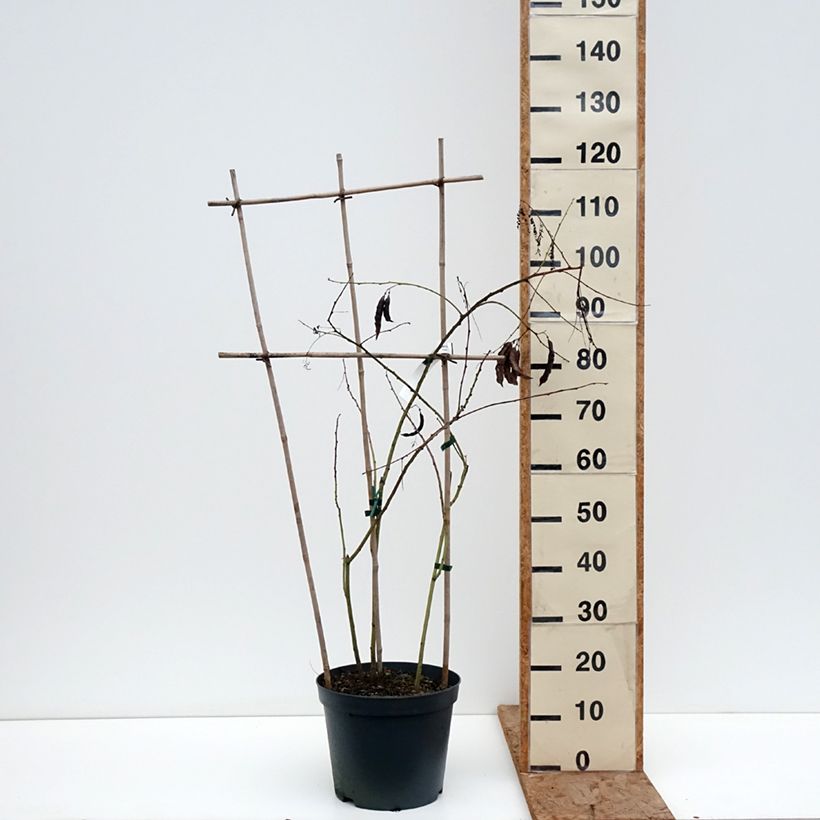 Exemplaar van Sesbania punicea - Flamboyant d'Hyères Pot van 7,5 l/10 l zoals geleverd in de winter