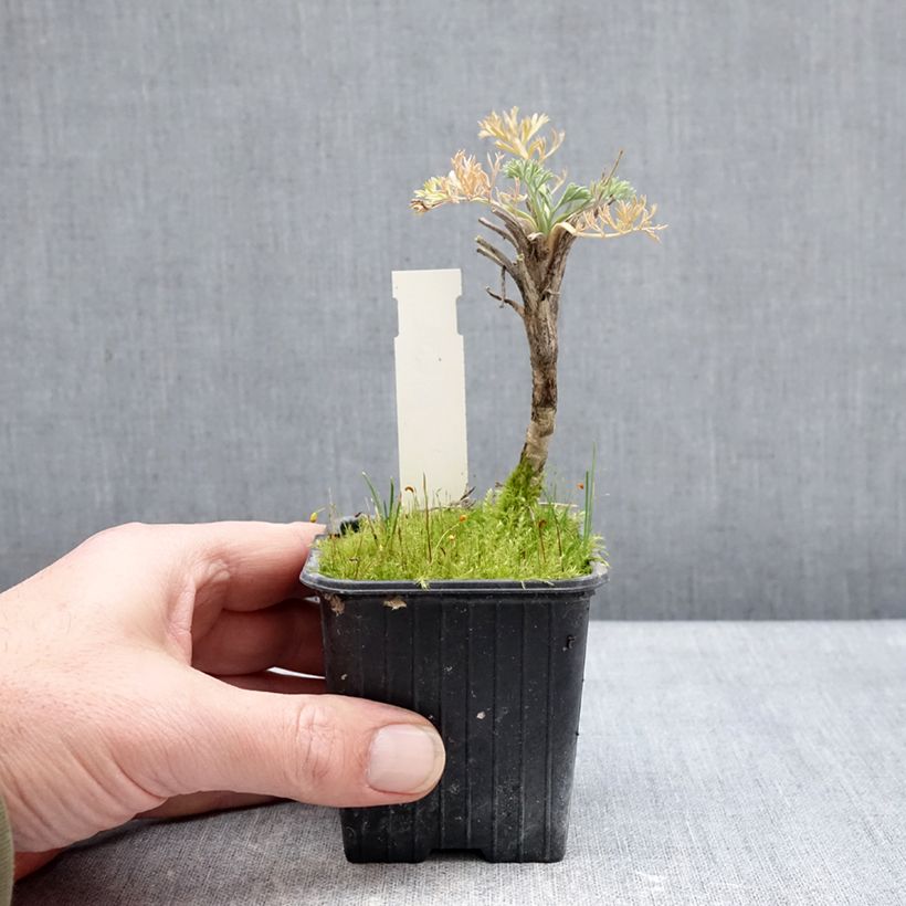 Exemplaar van Seseli gummiferum - Bergvenkel Kweekpotje van 8/9 cm zoals geleverd in de winter