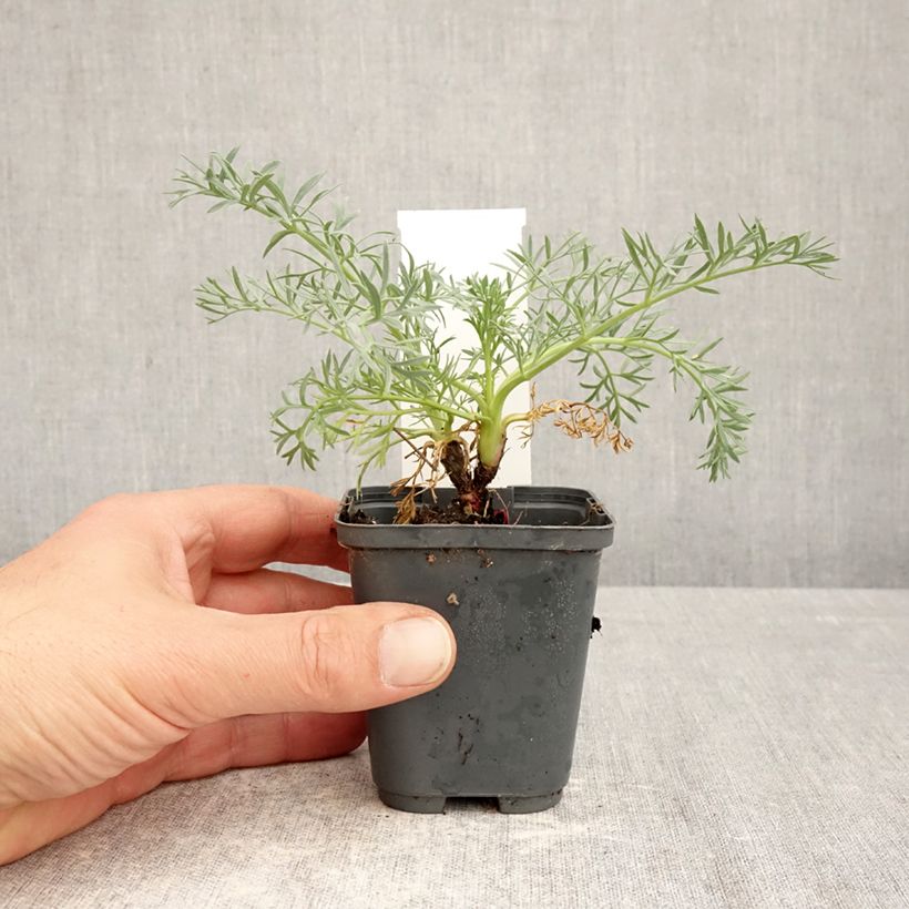 Exemplaar van Seseli gummiferum - Bergvenkel Kweekpotje van 8/9 cm zoals geleverd in de lente
