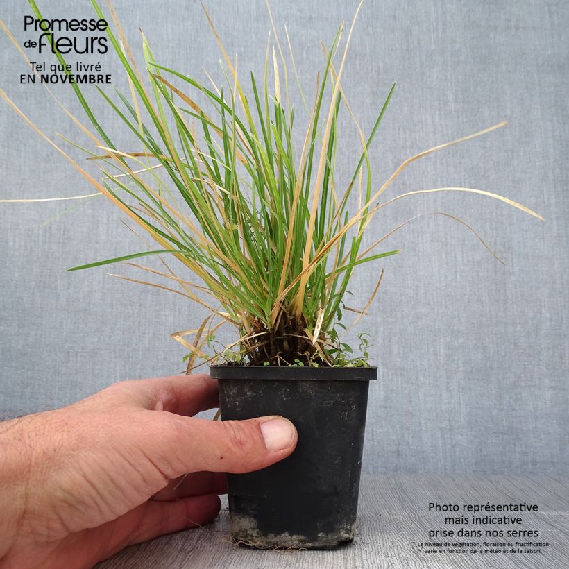 Exemplaar van Sesleria argentea - Blauwgras Kweekpotje van 8/9 cm zoals geleverd in de herfst