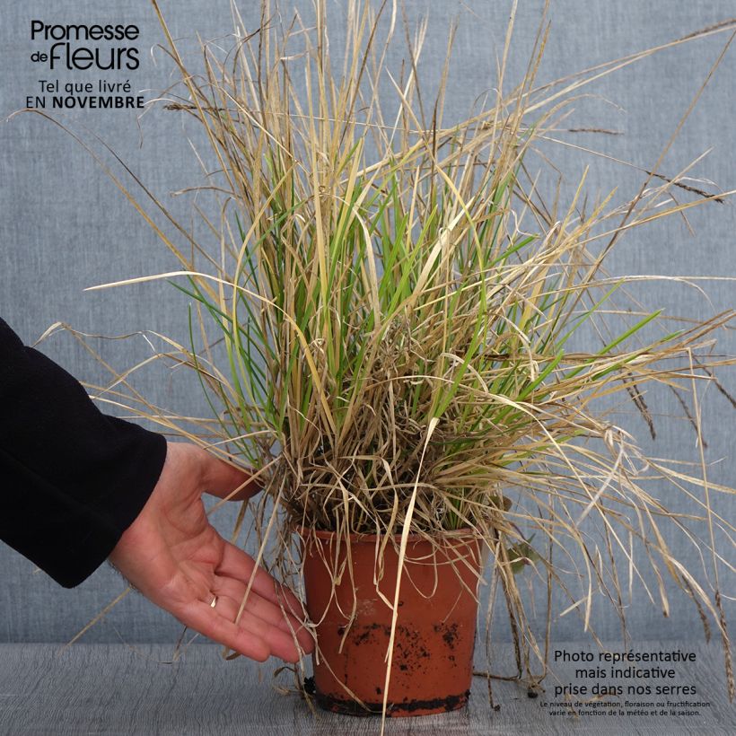 Exemplaar van Sesleria argentea - Blauwgras Pot van 1 l/1,5 l zoals geleverd in de herfst