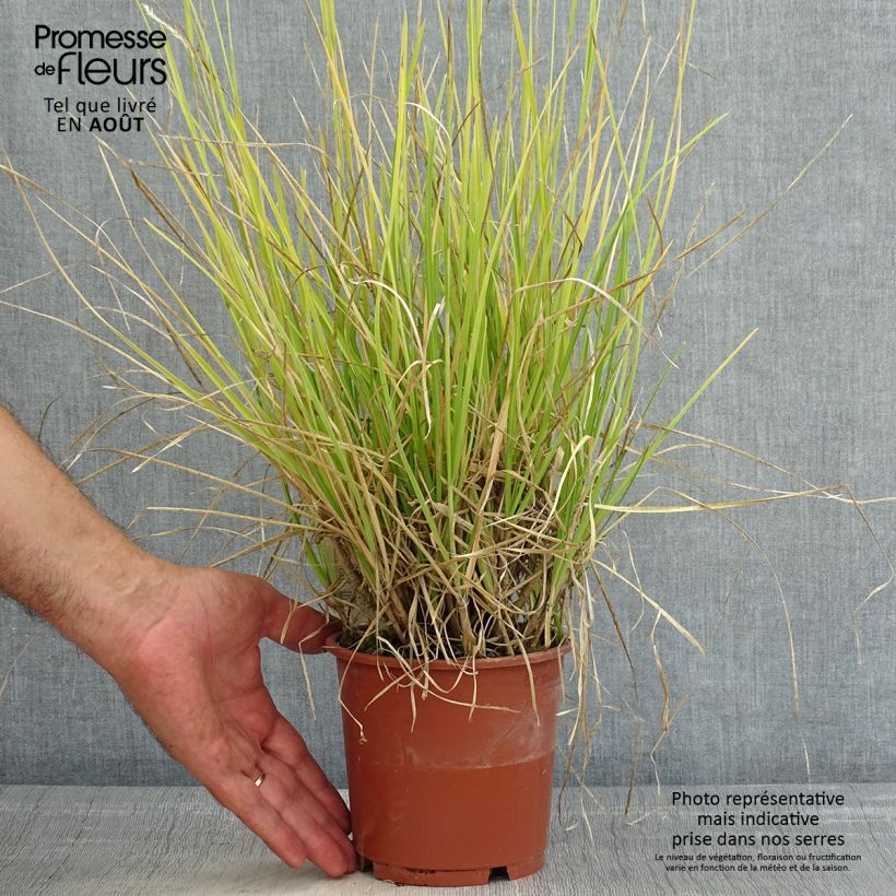 Exemplaar van Sesleria argentea - Blauwgras Pot van 1 l/1,5 l zoals geleverd in de zomer