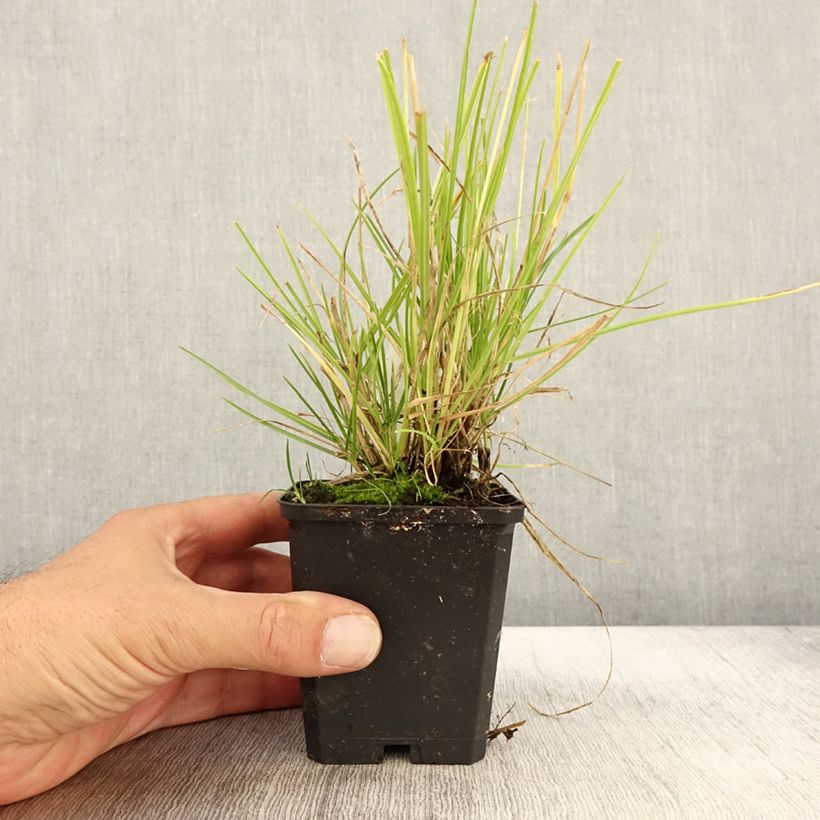 Exemplaar van Sesleria autumnalis - Blauwgras Kweekpotje van 8/9 cm zoals geleverd in de herfst
