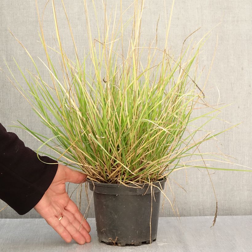Exemplaar van Sesleria autumnalis - Blauwgras Pot van 2 l/3 l zoals geleverd in de herfst